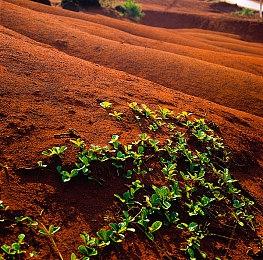 《GRAFT》Steam商店页面上线 2026年推出